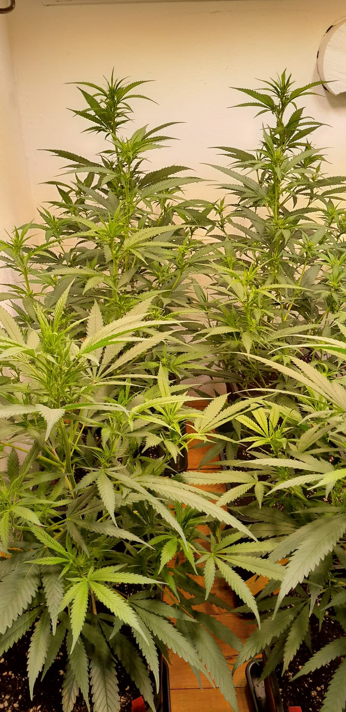 Customer photo review of Hanfstecklinge | Gorilla Zkittlez