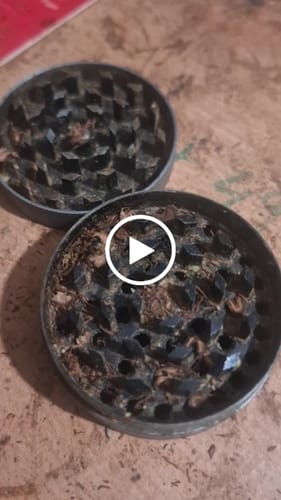 Customer video review of Super Silver Haze Popcorn