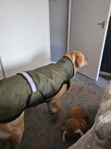 Customer photo review of 3-in-1 Dog Coat