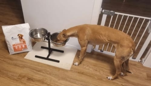 Customer photo review of Linea Grain Free - Salmone con Trota, Patate Dolci e Asparagi - Cane Adulto