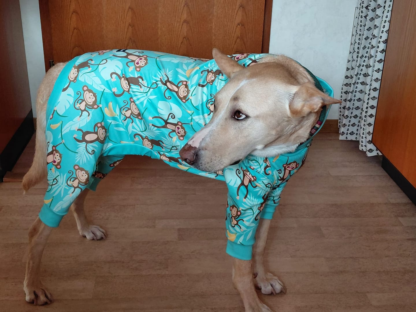 Customer photo review of Dog Pajama Prints