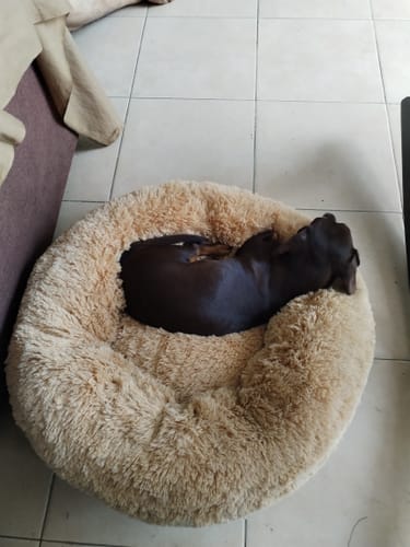 El perro de un cliente duerme acurrucado en la cómoda Cama Antiestrés para Perros de color beige.
