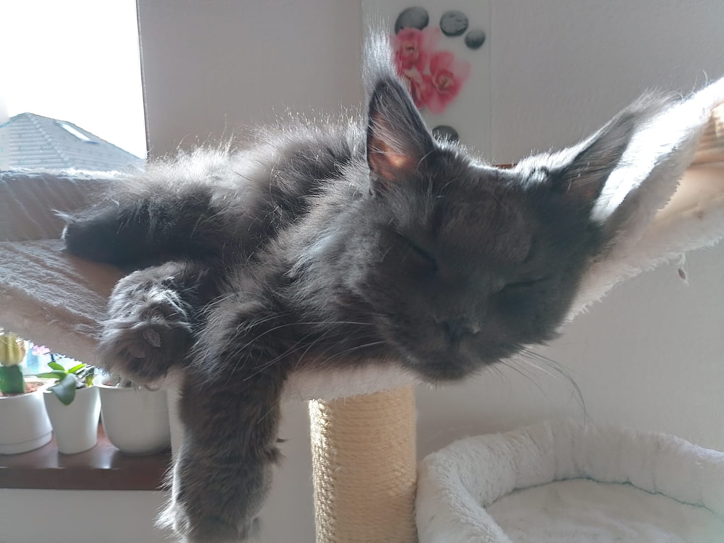 Customer photo review of Allergietest Pro Katze