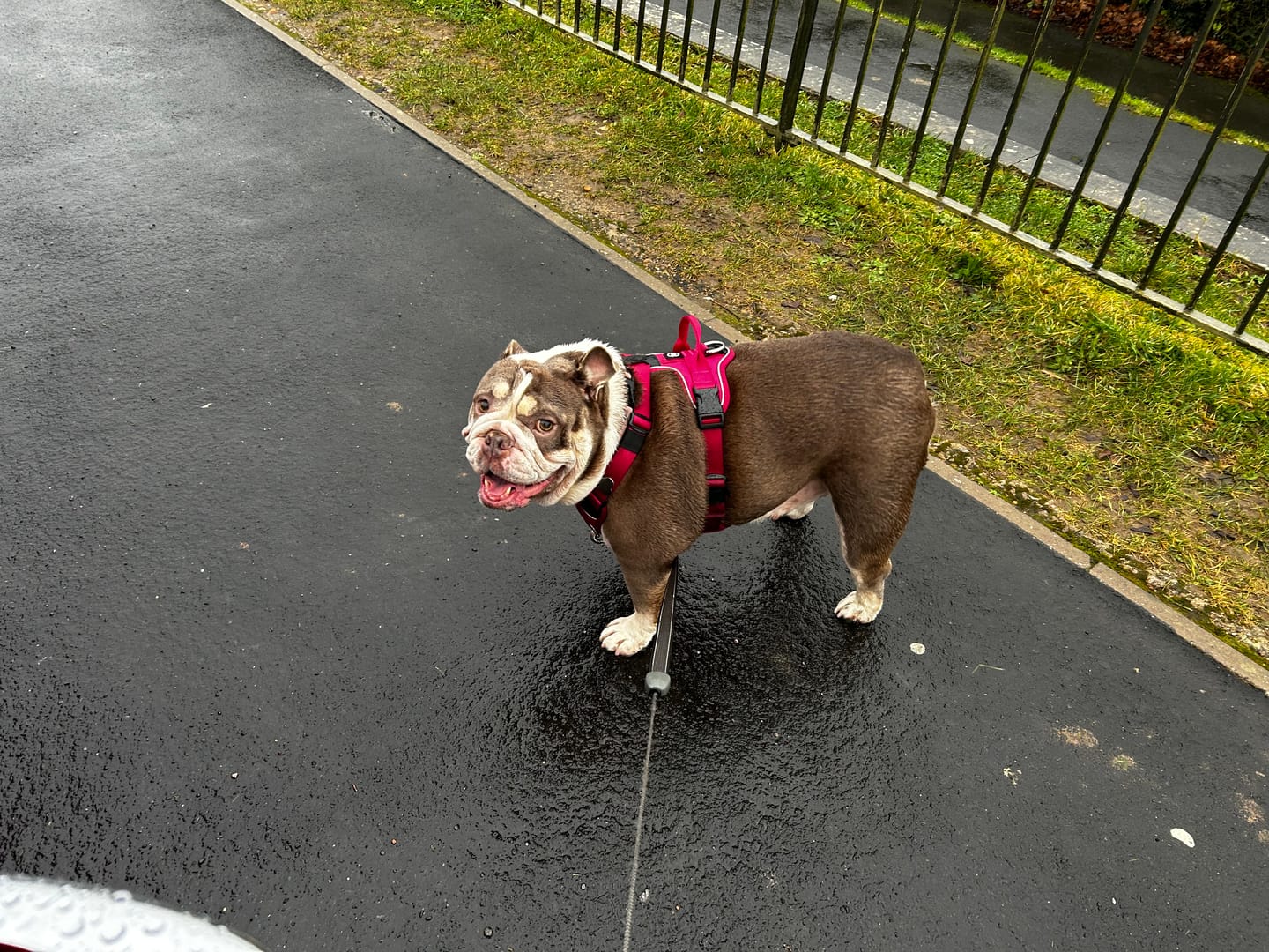 Customer photo review of Anti Pull Hurricane Harness Lighter | With Handle - Carminerose