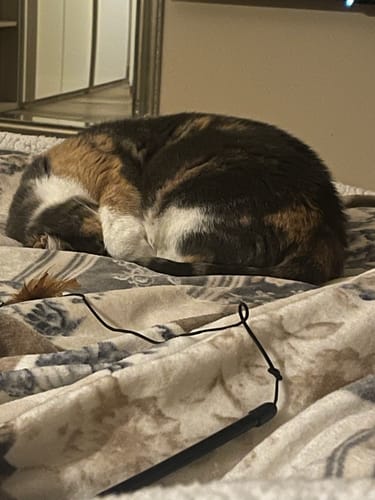 Customer photo review of Diffusore Calmante per Gatti