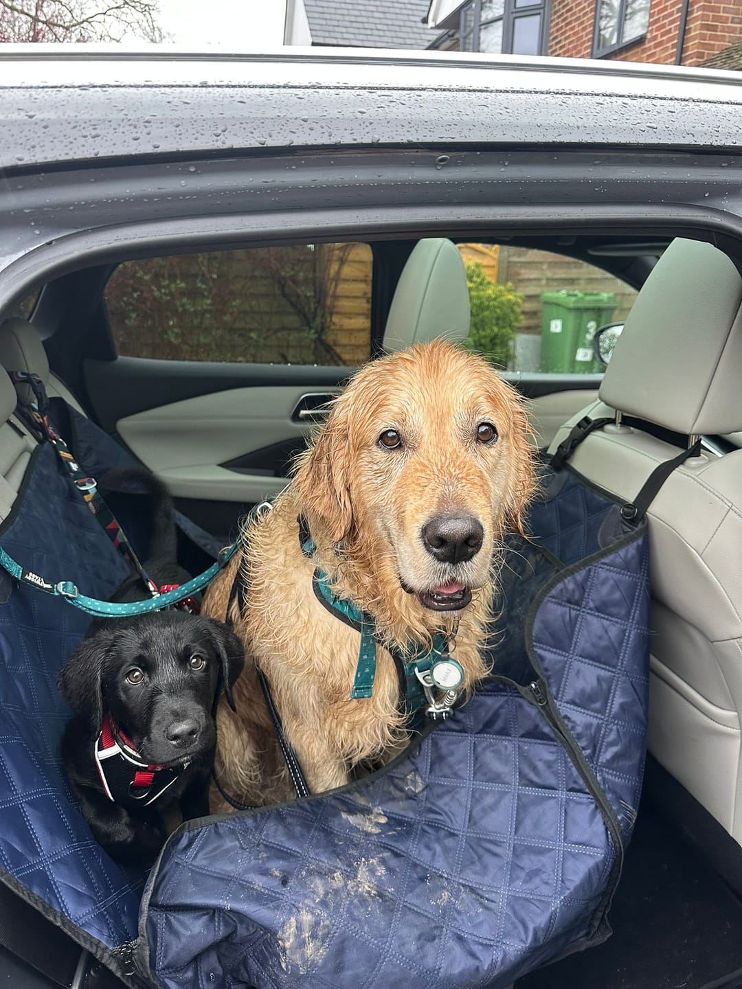 Customer photo review of Headrest Seat Belt