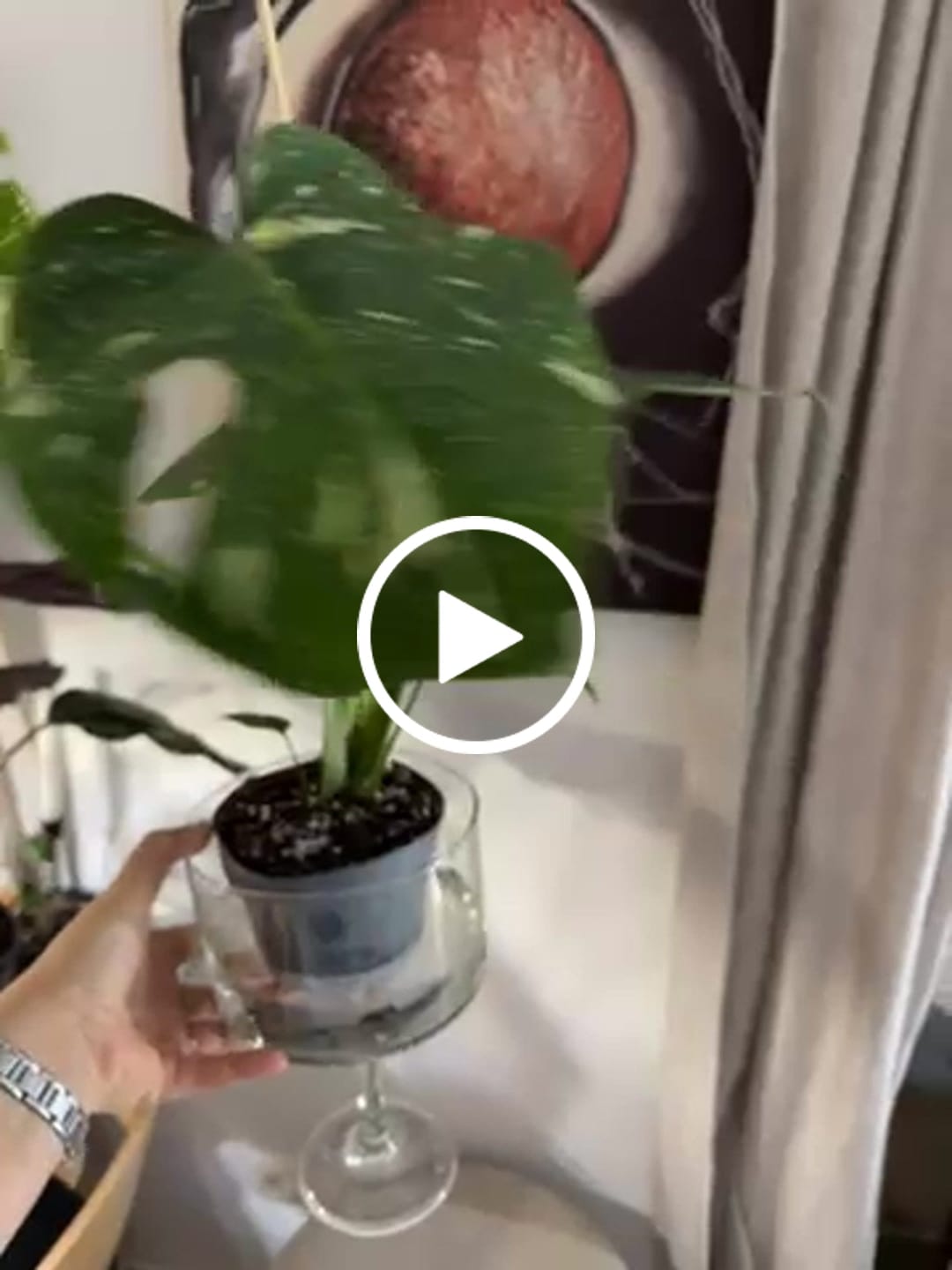 Customer video review of MONSTERA DELICIOSA VARIEGATA
