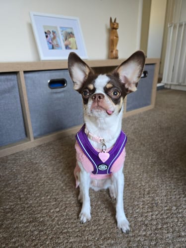 Reviewer's chihuahua wearing the snug, purple Step in Harness over a pink jumper while sitting indoors.