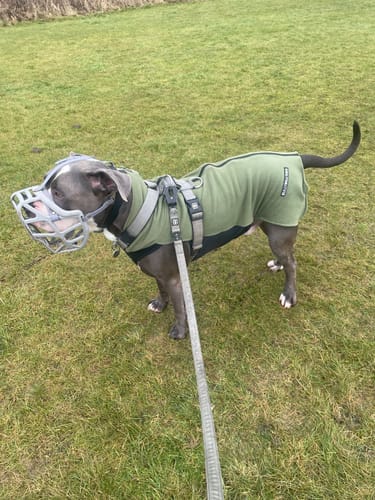 Customer's dog wearing the khaki Dog Fleece with a harness over it while standing on a grassy field.