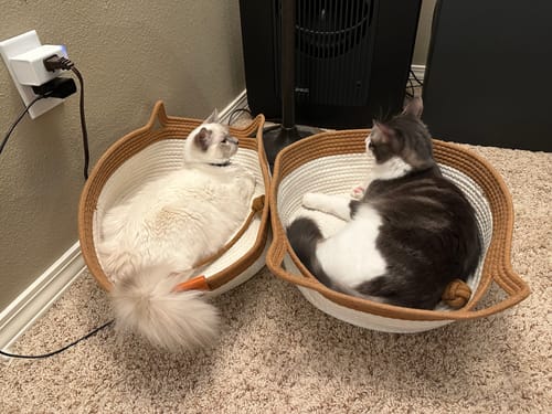 Customer photo review of Instinct Basket | Handwoven & Chemical-Free Cat Territory