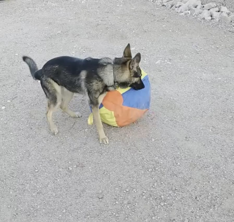Customer photo review of Calming Jumbo Ball