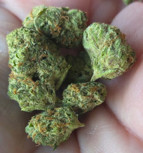 Customer photo review of Value Indoor Smalls