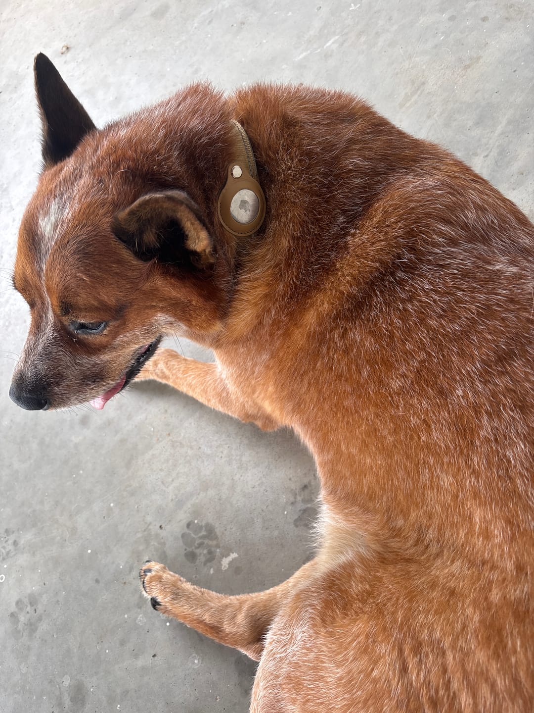 Customer photo review of Apple Airtag Pet Dog Collar Anti-Lost Reflective WaterProof