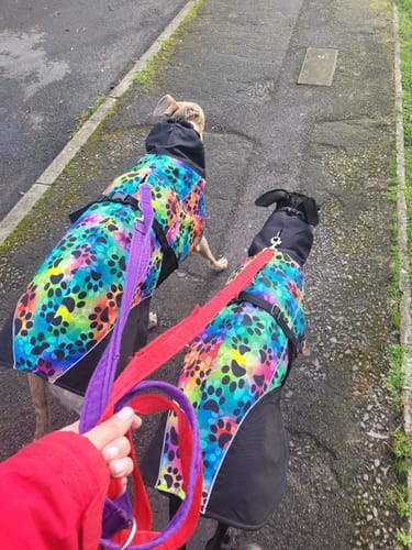 Customer photo review of Envis - Whippet / Greyhound Coat with Underbelly and Harness Hole