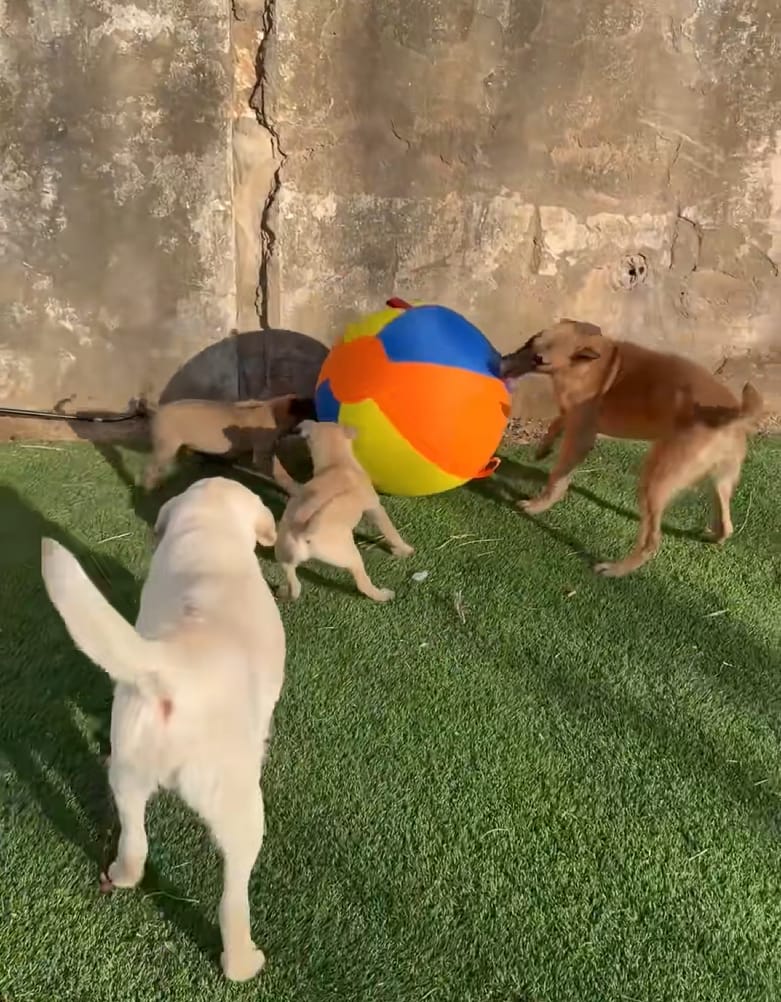 Customer photo review of Calming Jumbo Ball