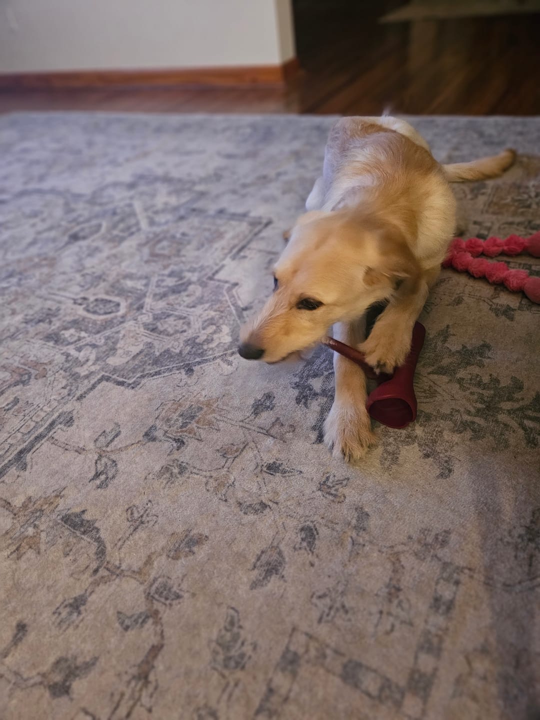 Customer photo review of 6 Inch Thick Bully Stick