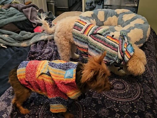 Customer photo review of Playa Poncho – Parrotfish