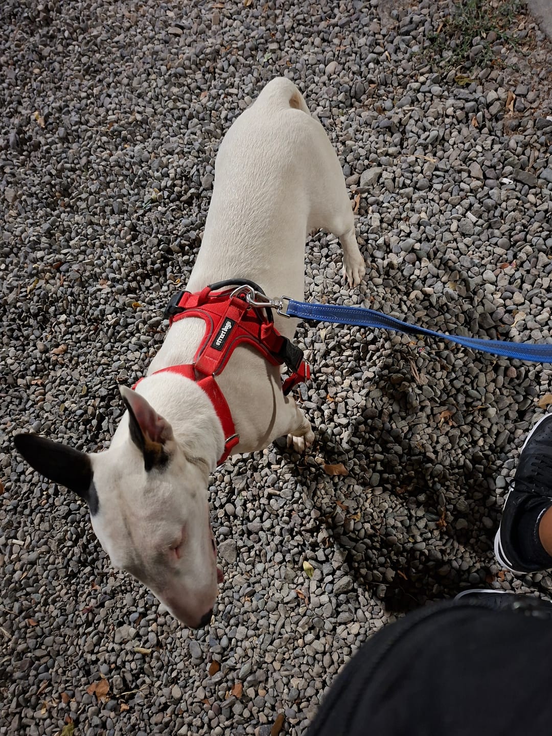 Customer photo review of Arnés Aerosport para Perros - Street Dogs - Red
