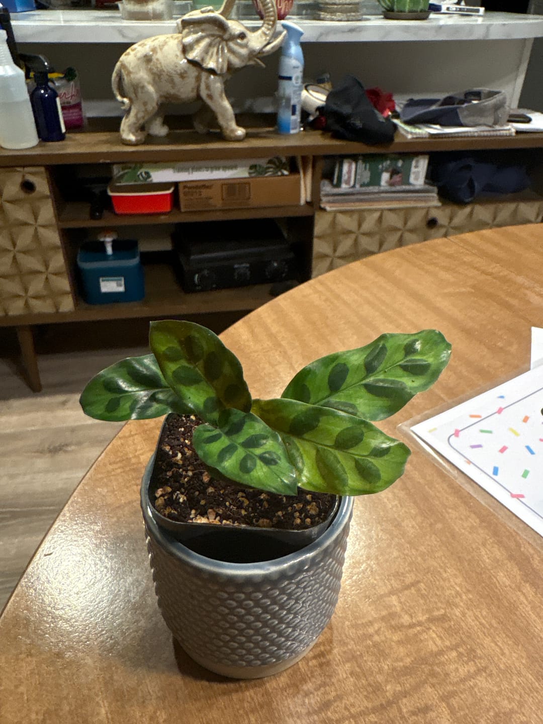 Customer photo review of Calathea Lancifolia in a 2" Nursery Pot – Rattlesnake Plant – Tropical Pet-Friendly Indoor Houseplant – Low-Light & Easy Care