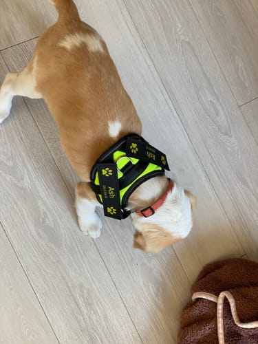 Customer photo review of FunFunPet 高機能ハーネス（お名前タグ作成サービス付き）