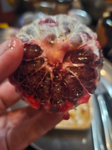 Nahaufnahme einer vom Kunden gehaltenen, geschälten Bio-Blutorange mit tiefrotem Fruchtfleisch.