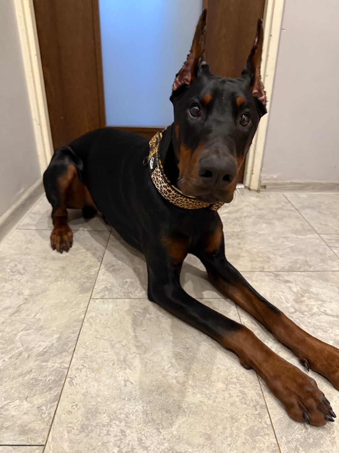 Customer photo review of Szeroka obroża półzaciskowa - Martingale Leopard