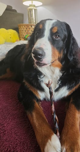 Customer's large Bernese Mountain dog lying down, holding a 10-12 Inch Braided Collagen Stick between its paws.