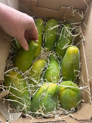 Ein Kunde nimmt eine der vielen grünen Bio-Papayas aus der geöffneten Versandbox.