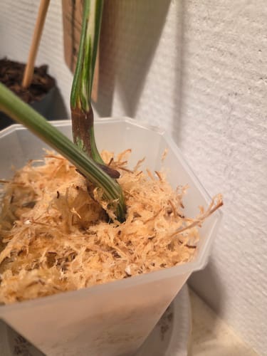 Customer photo review of Sphagnum Moos - Muddis Rapunzel Moos aus Deutschland