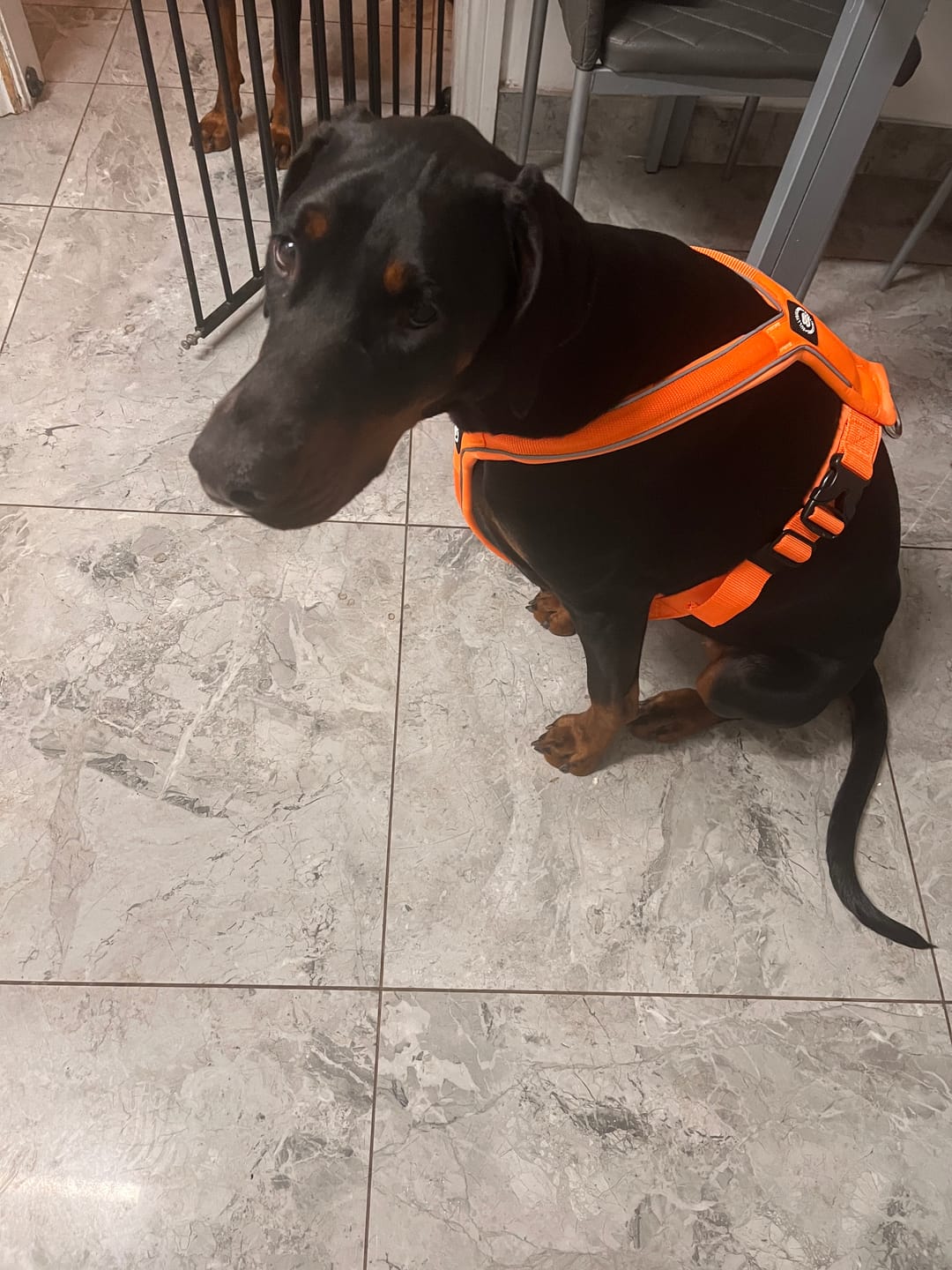 Customer photo review of Slip on Harness | Foam Padded - Orange
