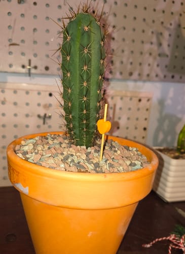 Customer photo review of Trichocereus Peruvianus | Peruvian Torch Cactus
