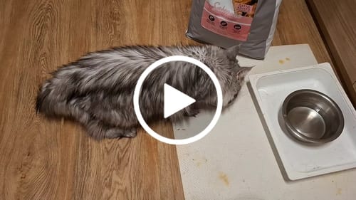 Customer video review of Crocchette per Gatti Adulti Sterilizzati - Salmone con Pesce Bianco - Grain Free