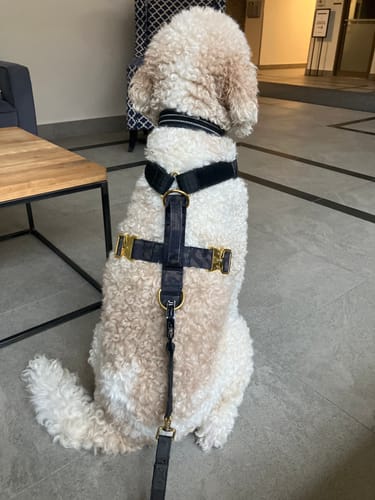 Customer photo review of Terrain Dog Airtag Harness - Camo