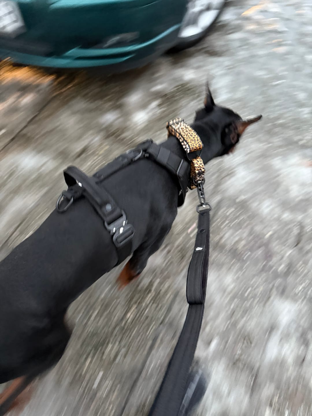 Customer photo review of Smycz nylonowa Walk Leash - Black Edition Czarna