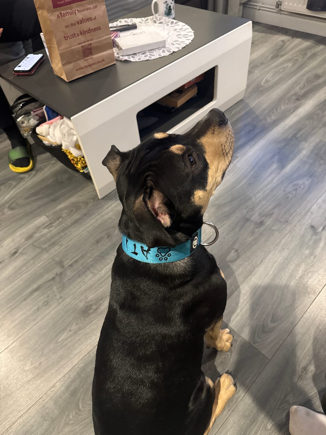 Customer photo review of Ladder Combat® Multiple Handles Lead - Teal