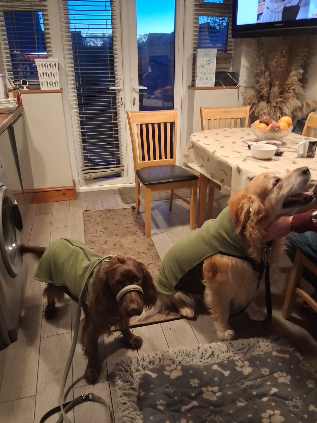 Customer photo review of Dog Fleece With Zip - Khaki