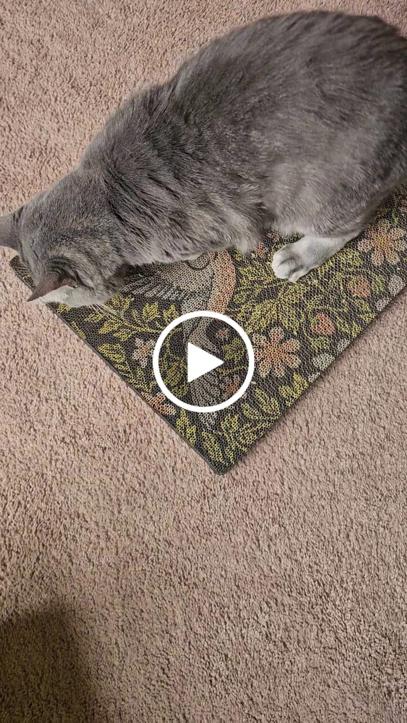 Customer video review of Strawberry Vine - Luxury Cat Scratching Board