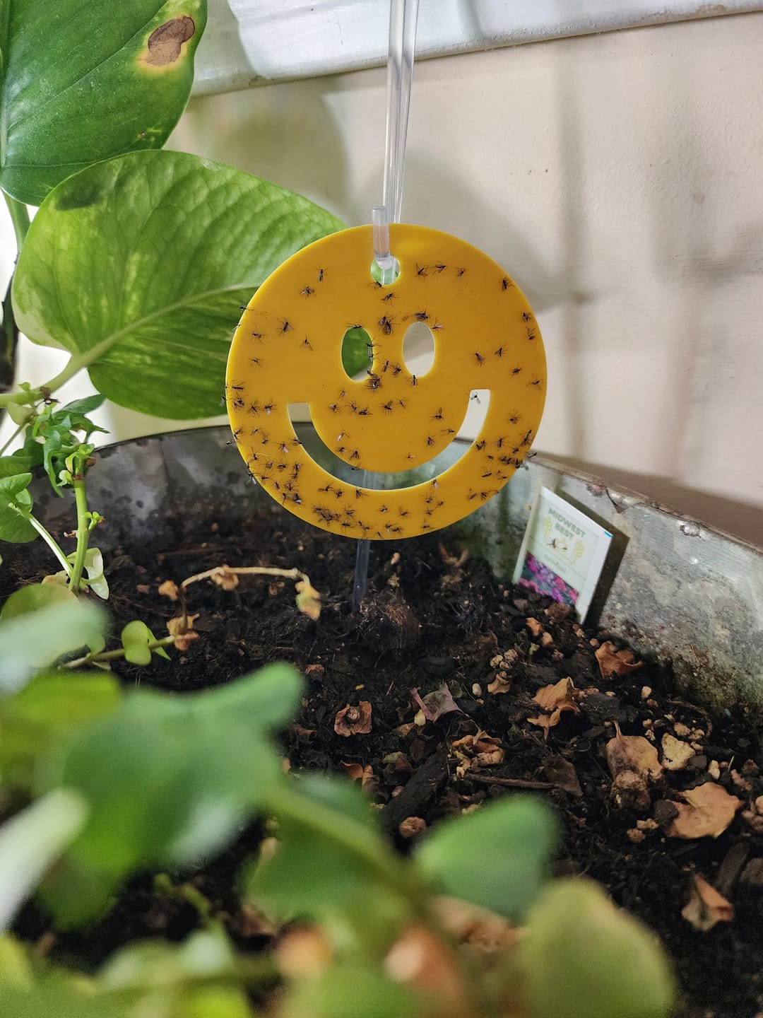Customer photo review of Killer Smiles