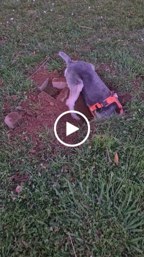 Customer video review of Arnés Aerosport para Perros - Street Dogs - Orange