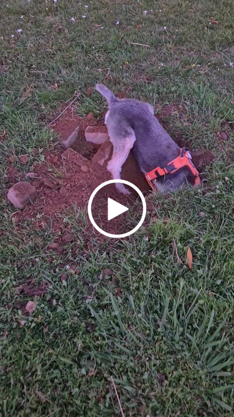 Customer video review of Arnés Aerosport para Perros - Street Dogs - Orange
