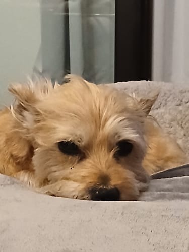 Ein Kunde zeigt seinen kleinen Hund, der dank Relax Time entspannt auf einem Kissen schläft.