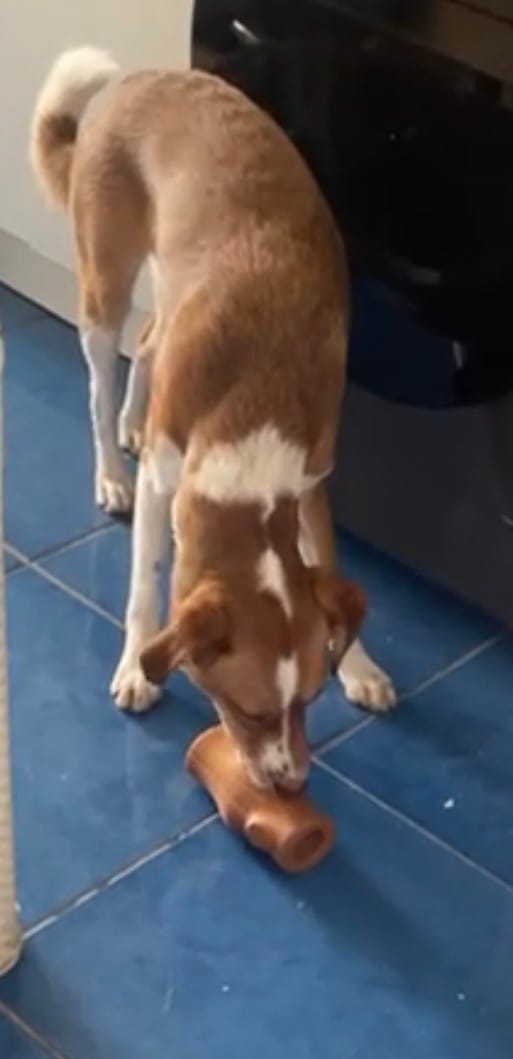 Customer photo review of Tronco Mágico THE DOGS — Calma con Snacks Congelados