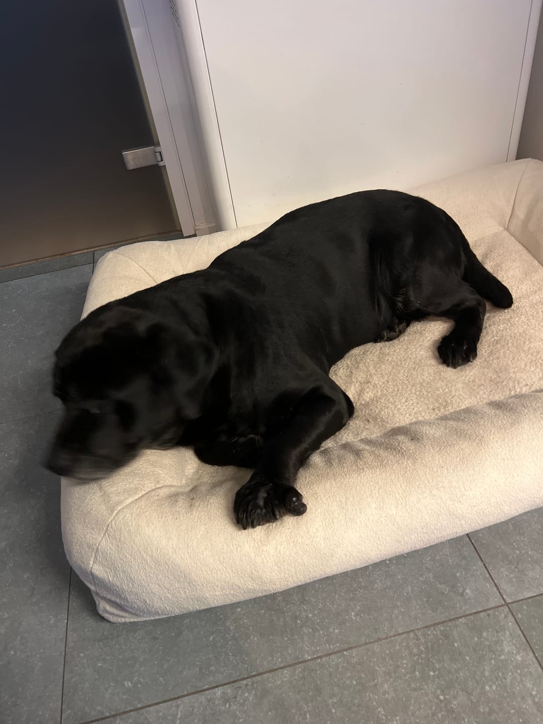 Customer photo review of Pet Perfect Hondenmand - Orthopedisch - Afritsbaar - Beige