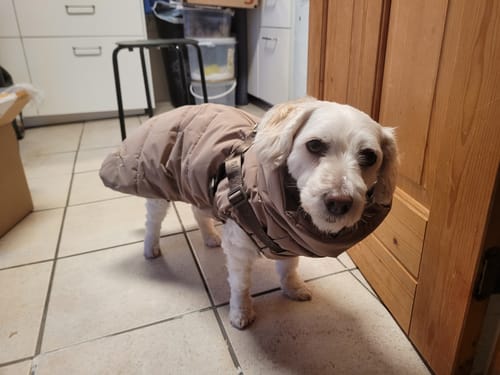 Kundens hund iført den sandfarvede Staey Vera hundejakke indendørs, set forfra.