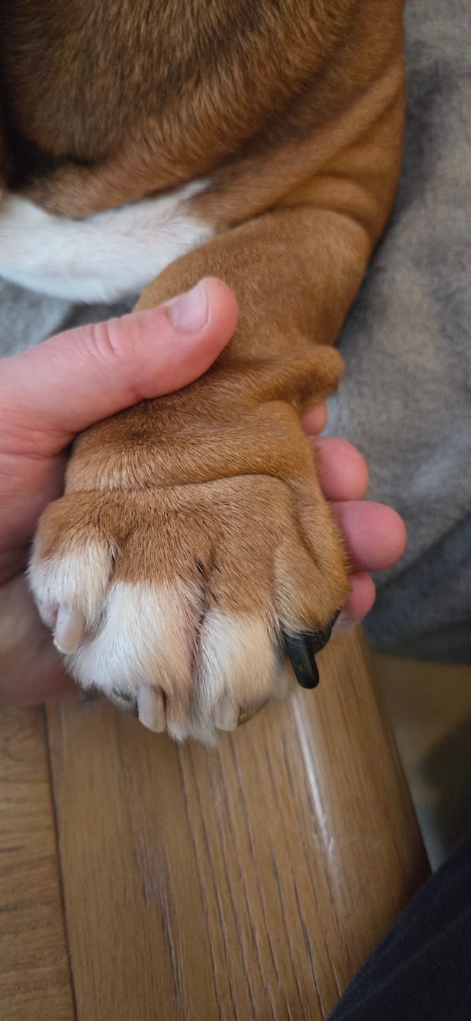 Customer photo review of Anti-Itch Dog Chews Twin Pack