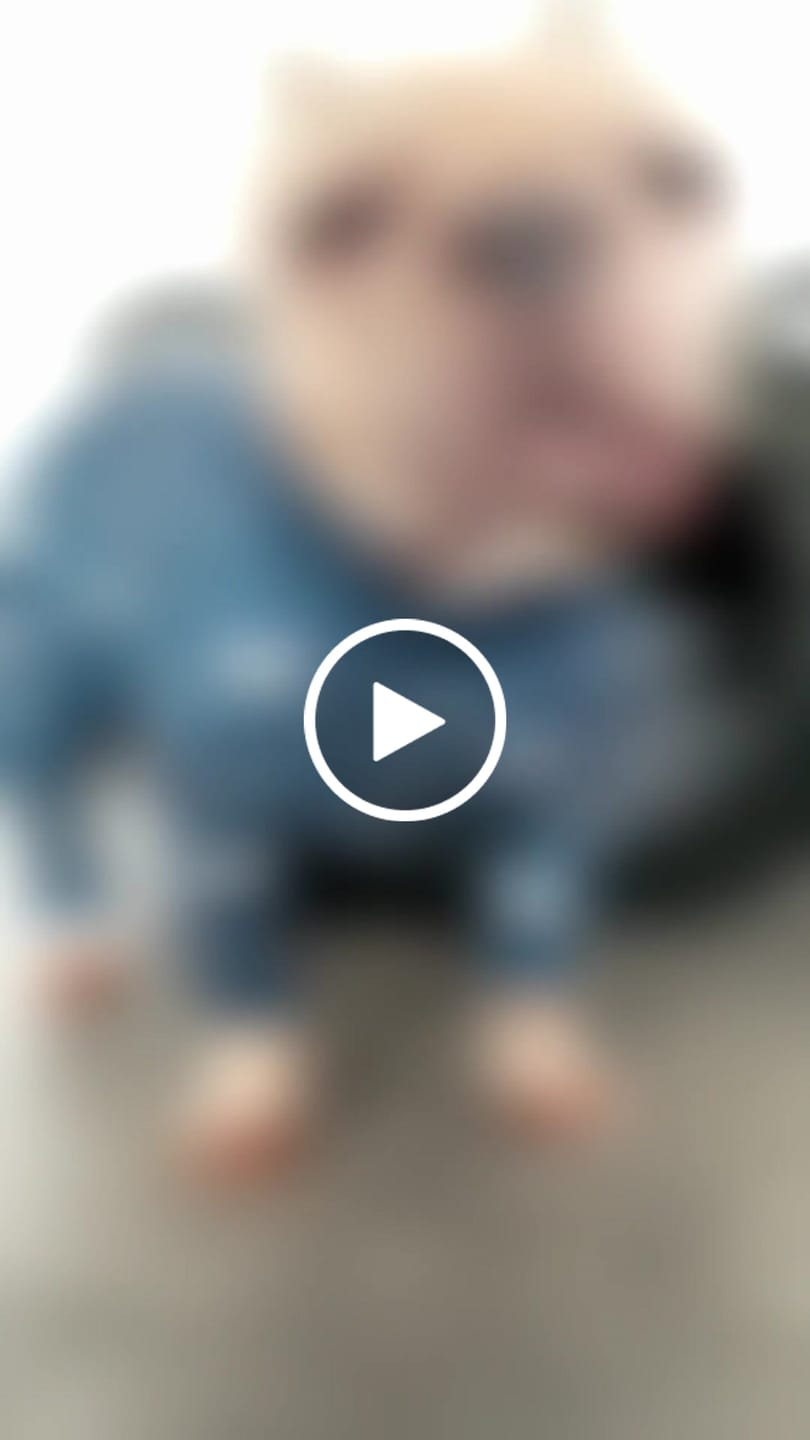 Customer video review of Dog Pajama - Stars