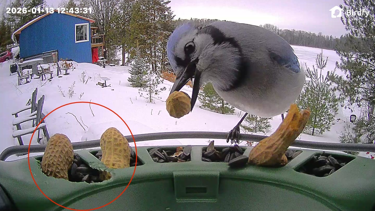 Customer photo review of Birdfy Feeder 2 Pro - Dual-Lens Smart Bird Feeder with Camera