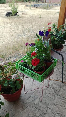Customer photo review of Cardenal – Color y vitalidad que encienden tu jardín todo el año