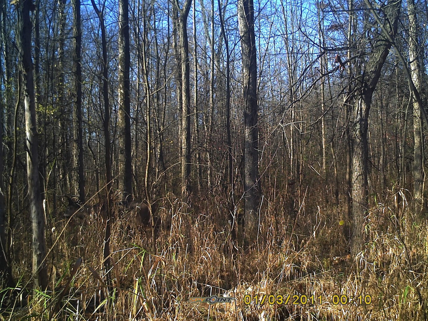 Customer photo review of VisST 270° See Through Ground Blinds | Pop Up Portable Blinds for 2 3 Person Deer Hunting with Silent Magnetic Door