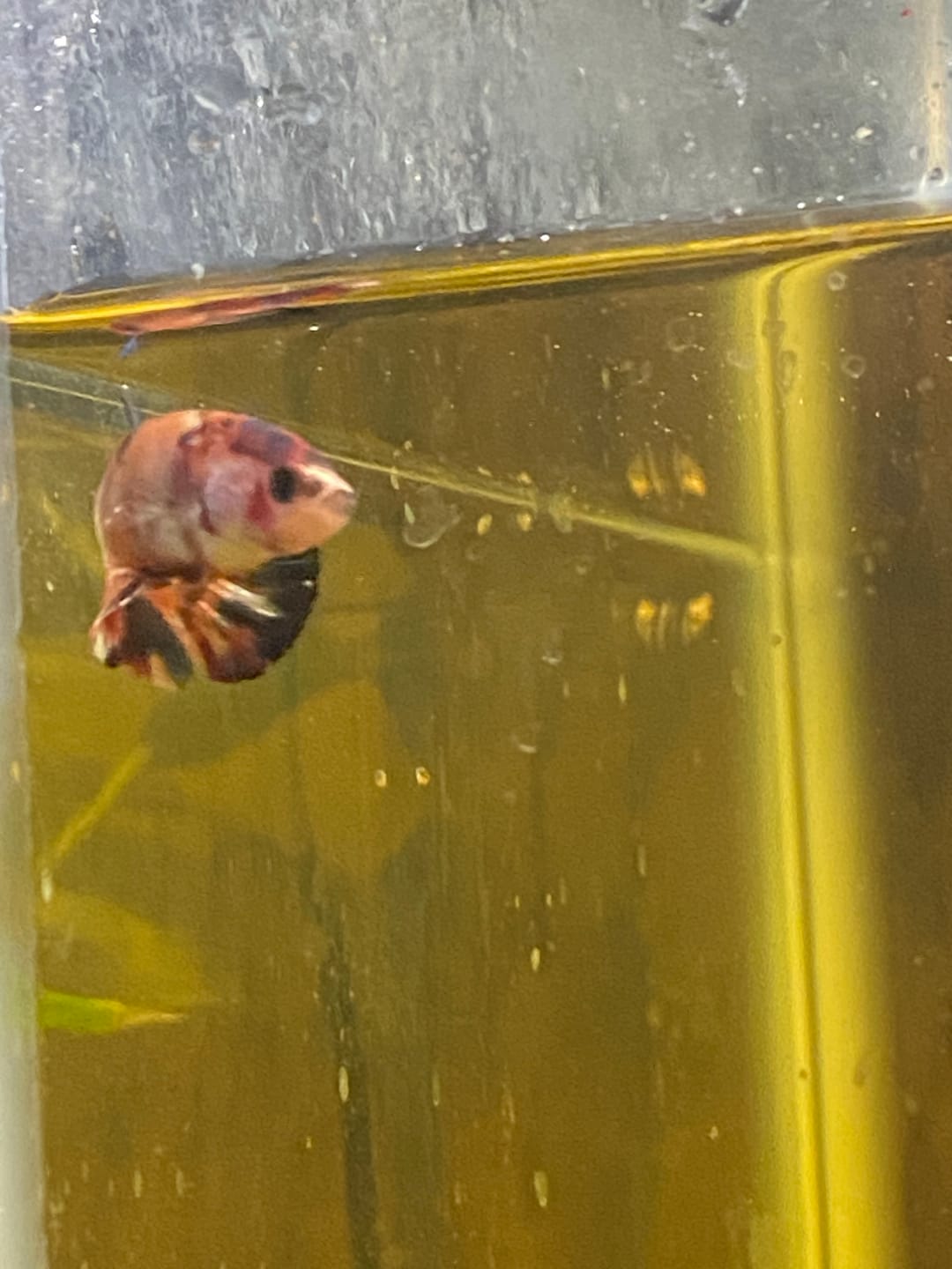 Customer photo review of Metallic Female Betta Fish | Trending